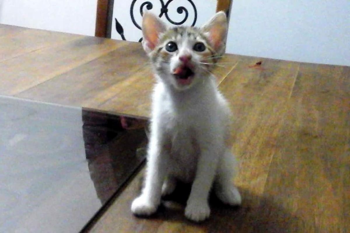 Bucaramanga organiza jornada para adoptar mascotas rescatadas del maltrato y abandono