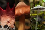 Bucaramanga reunirá a expertos para hablar sobre la diversidad de los hongos y sus aplicaciones