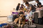 Bucaramanga se une a campaña para ayudar a los animales afectados por el terremoto en Venezuela