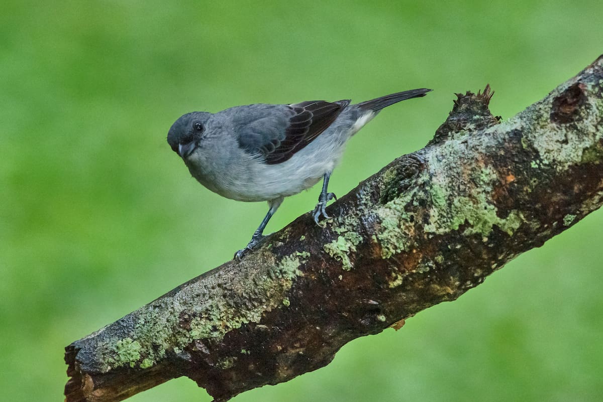 Tangara inornata| Mauricio Olaya/VANGUARDIA