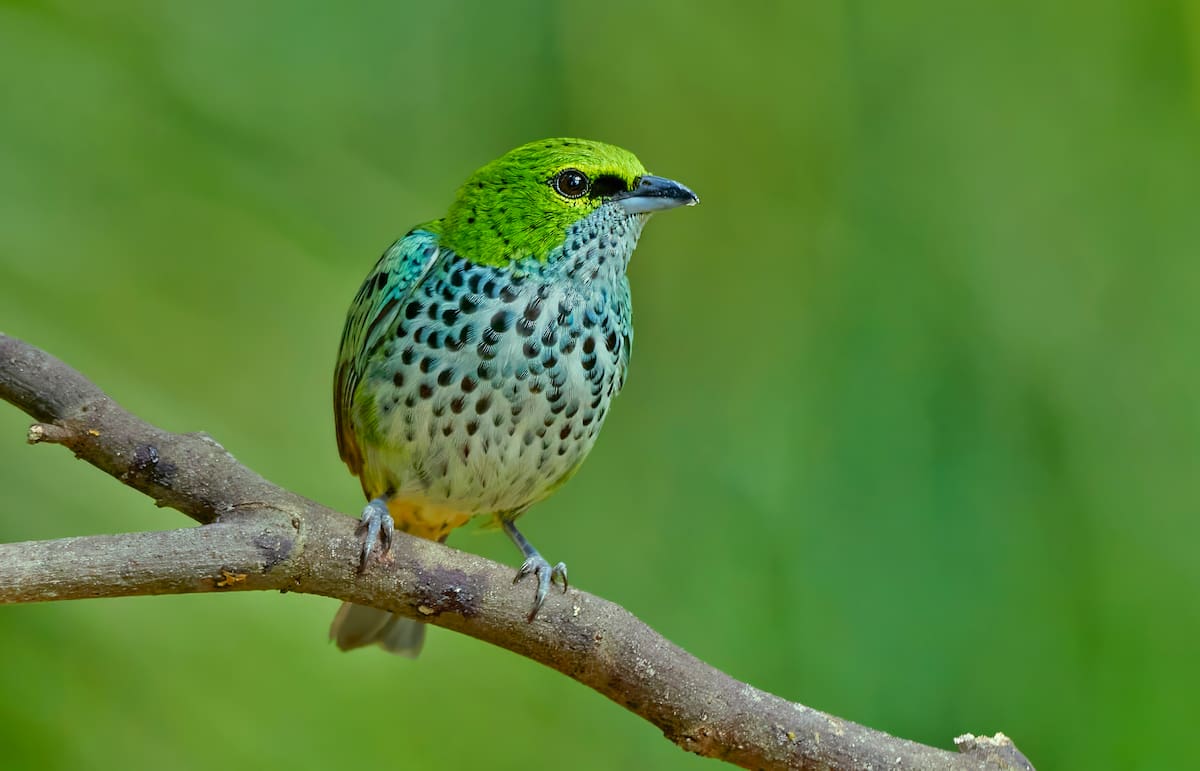 La Tangara Buchipecosa (Ixothraupis guttata) una de las modelos top del parque Virviesca | Mauricio Olaya/VANGUARDIA