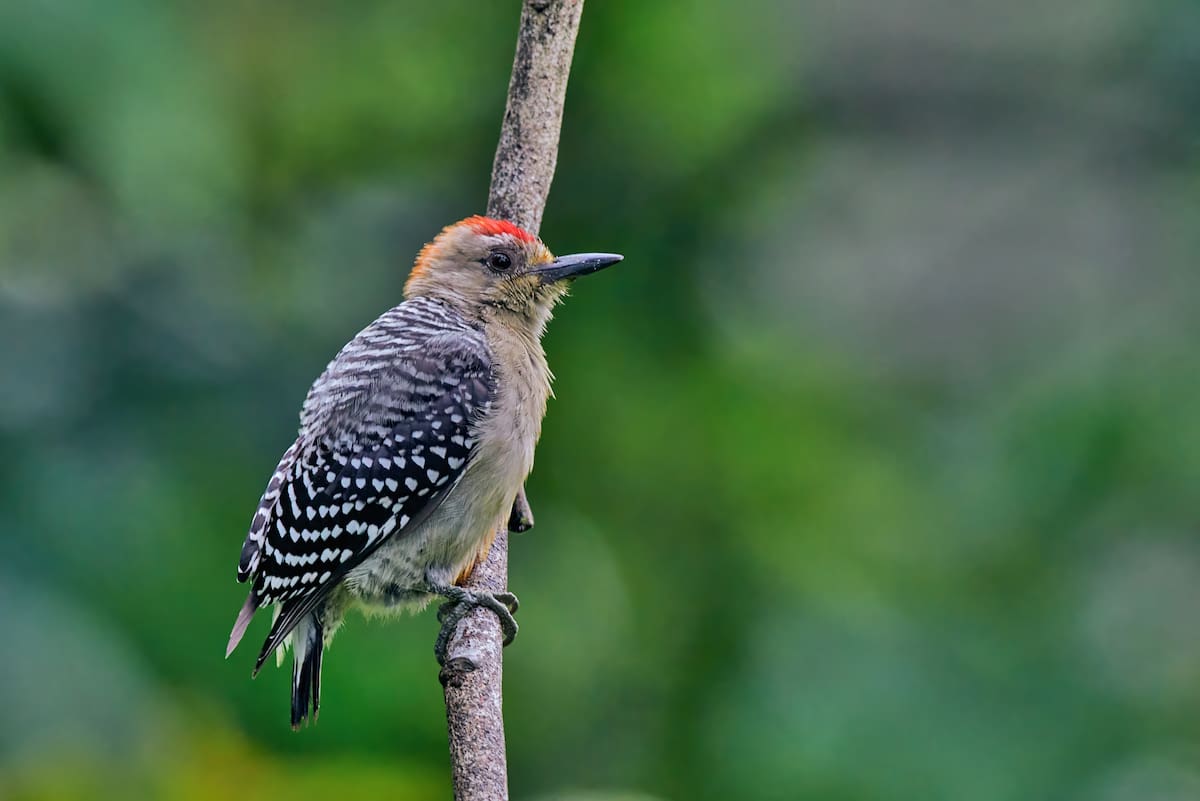 El Carpintero Habado (Melanerpes rubricapillus) fue escogido como el ave que enamoró a nuestras visitantes pajareras| Mauricio Olaya/VANGUARDIA