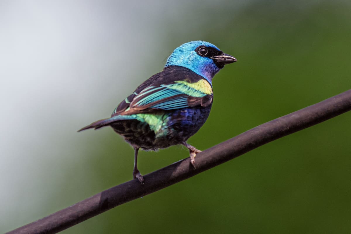 La Tangara Real con su colorida presencia, una de las aves más bellas y exóticas de nuestro territorio.| Mauricio Olaya/VANGUARDIA