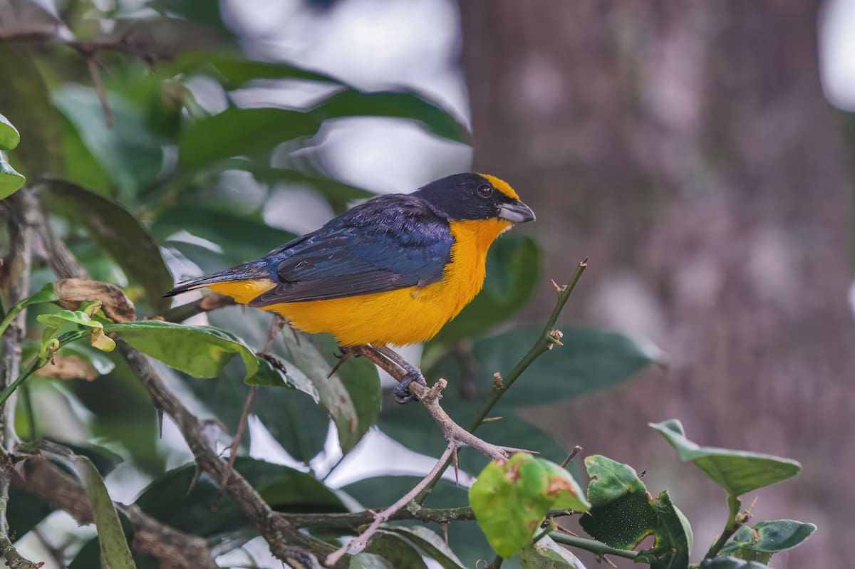 Euphonia laniirostris| Mauricio Olaya/VANGUARDIA
