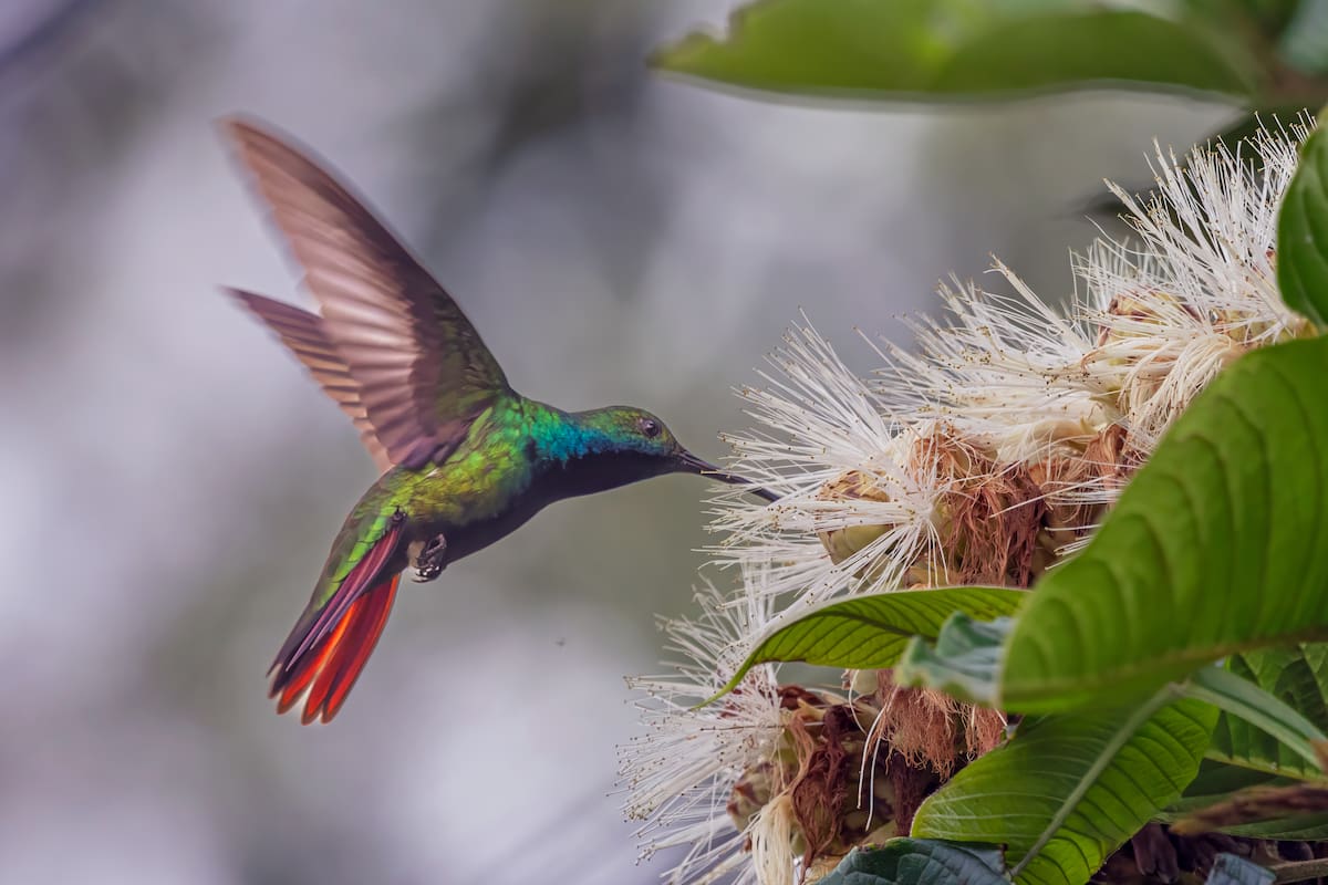 Las flores de un guamo seducen a este Mango Pechinegro que estalla de color en su particular iridiscencia | Mauricio Olaya/VANGUARDIA