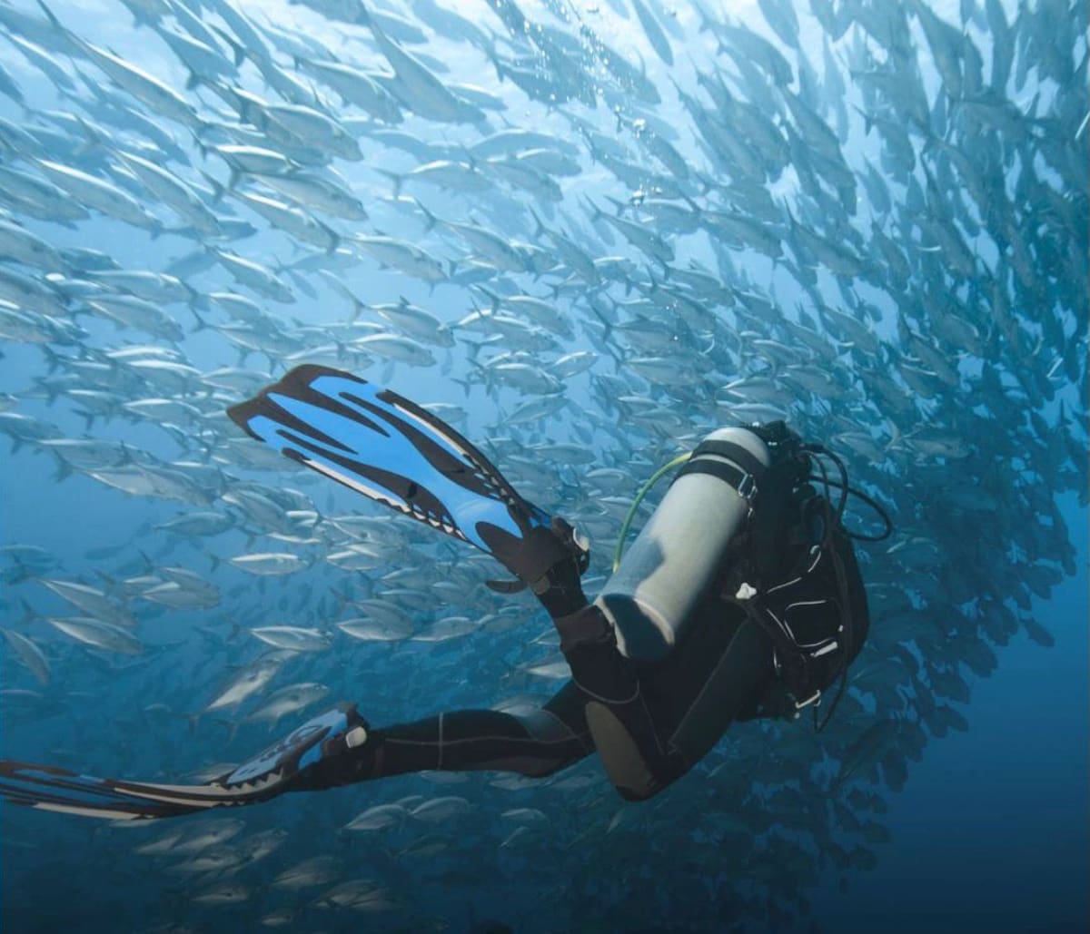 Cinco turistas italianos, incluyendo a una reconocida experta en biología marina y a su hija, perdieron la vida este jueves en lo que ya se considera el desastre de buceo más grave en islas Maldivas.