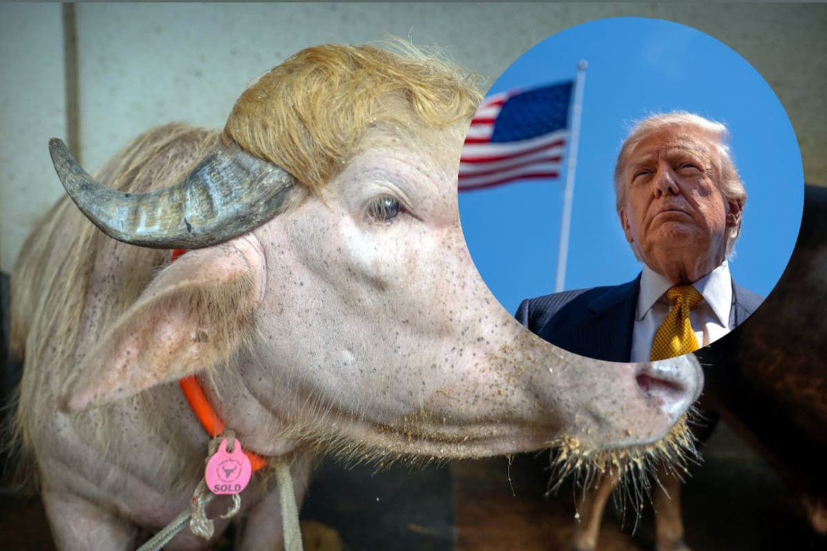 El búfalo albino “Donald Trump” se convirtió en sensación en redes sociales por el parecido de su cabellera con el estilo del presidente estadounidense.
Foto tomada de: EFE