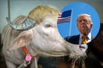 Búfalo albino causa furor en Bangladesh por su inesperado parecido a Donald Trump
