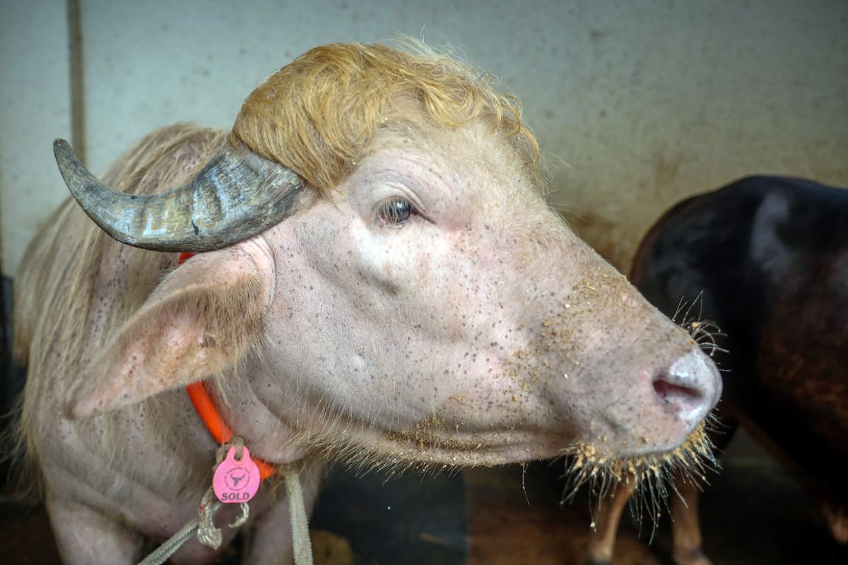 El búfalo albino, apodado “Donald Trump”, se volvió viral en Bangladesh por su llamativa cabellera rubia y su parecido con el mandatario estadounidense.
Foto tomada de: EFE