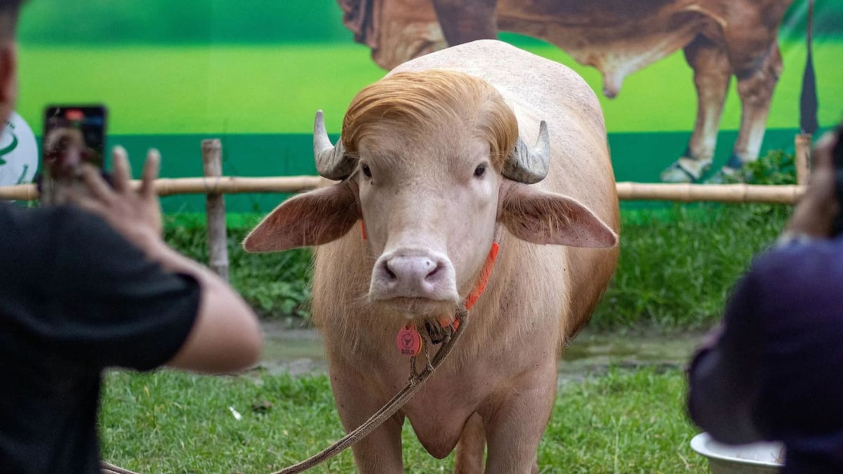 Un búfalo albino de casi 700 kilos apodado Donald Trump por su mechón rubio que imita el peinado del presidente se volvió viral en una granja cerca de Daca.