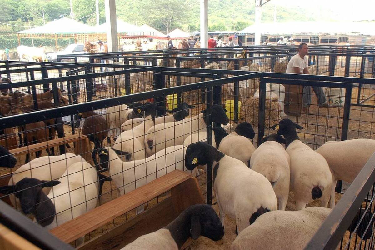 La ovinocultura en Santander es el renglón ganadero que más ha crecido. (Foto: Archivo/VANGUARDIA LIBERAL)