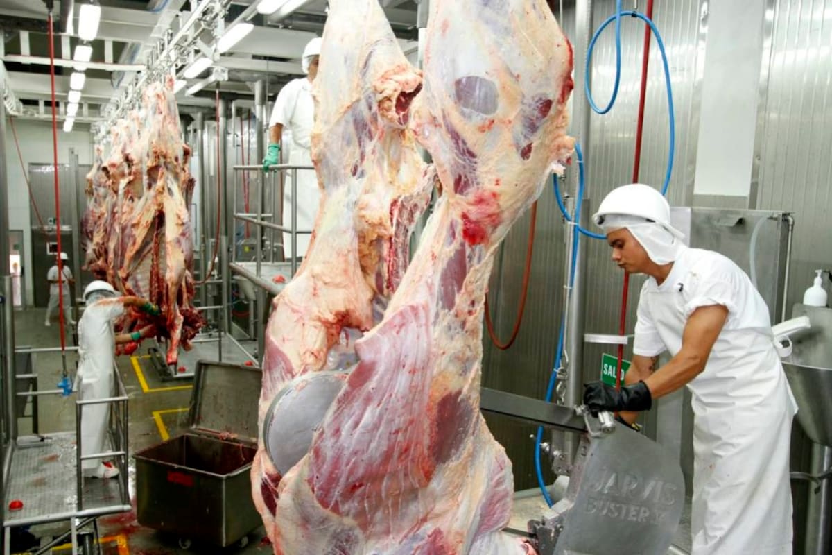 Las plantas autorizadas para exportar carne a Jordania son: Red Cárnica SAS, Camaguey S.A., Vijagual S.A y Coolesar. (Foto: Archivo/VANGUARDIA LIBERAL)