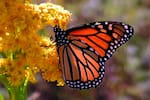 “Mariposas”: un libro que fusiona ciencia, arte y conciencia ambiental en Bucaramanga