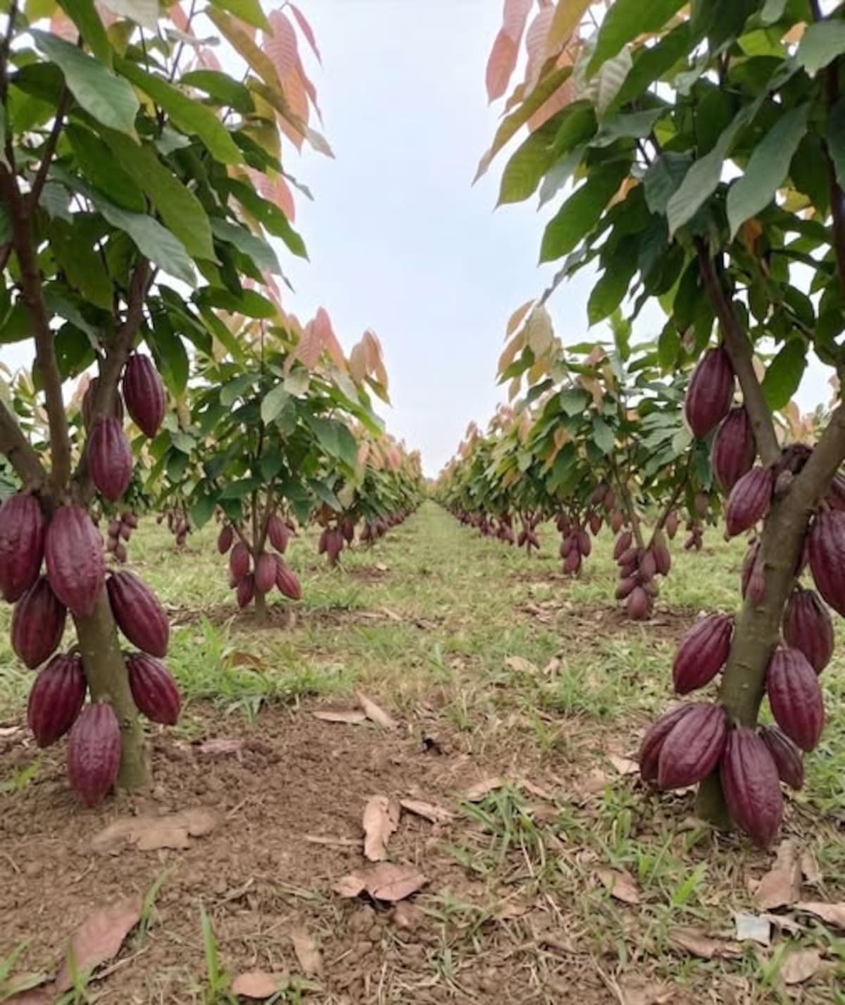 Entre mazorcas y memoria: identidad chucureña.