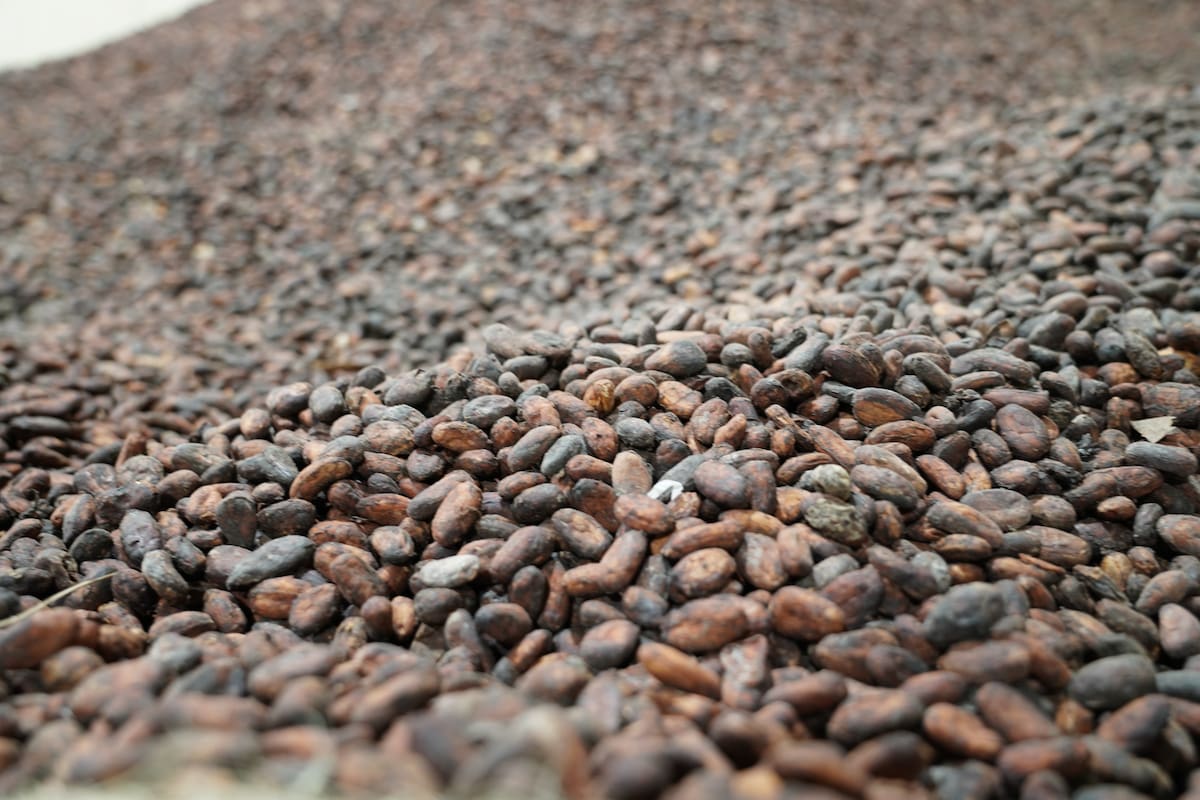 Sembrando historia y cosechando identidad en San Vicente de Chucurí. (Fptp: Efraín Torres / VANGUARDIA)