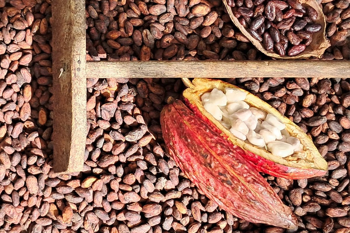 Cacao en Santander: ¿cuál es el impacto del contrabando hacia Ecuador? |Suministrada/Vanguardia