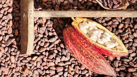 Santander quiere cacao: ¿cuál es el impacto del contrabando hacia Ecuador?