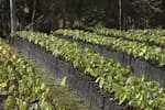 Fedecacao entregó 10.000 plantas a nuevos productores de la provincia Comunera