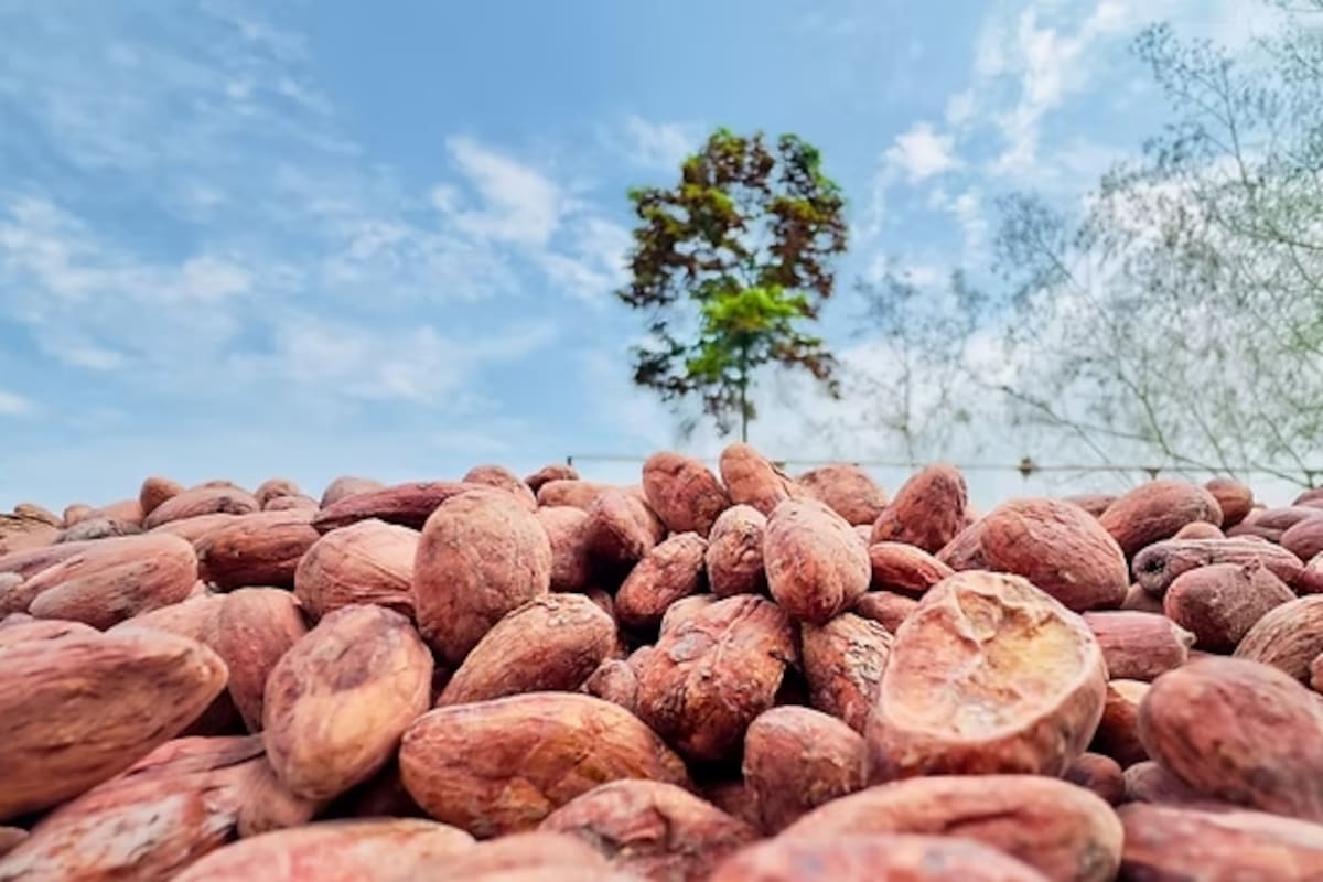 El cadmio se ha convertido en uno de los principales desafíos para los productores de cacao de Santander. Más allá de los límites establecidos para los productos derivados, el reto está en comprender cómo este metal llega a la almendra y qué prácticas pueden ayudar a recuperar la salud de los suelos.