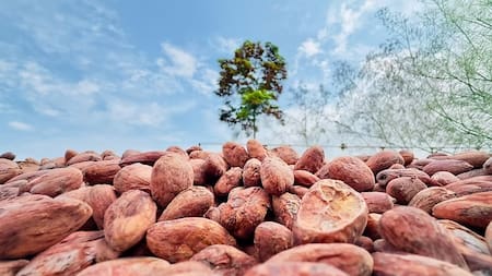 Cacao y cadmio: el problema que comienza bajo tierra