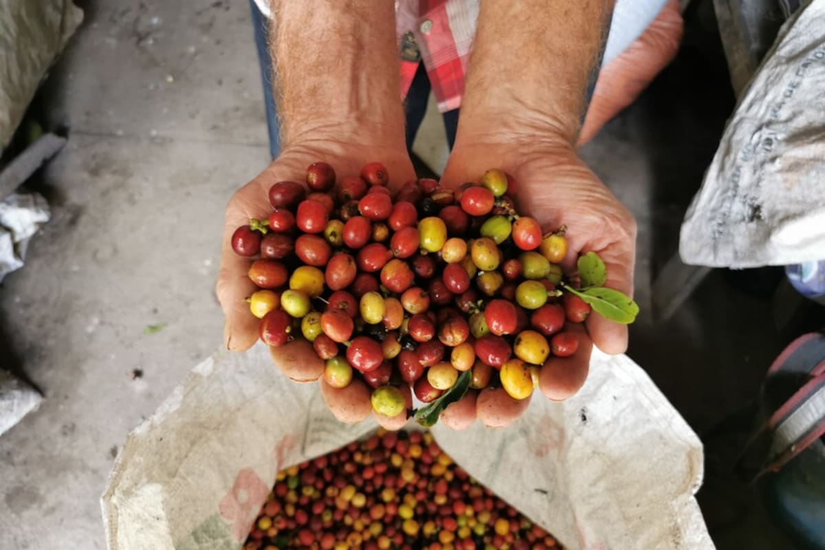 Federación Nacional de Cafeteros exporta primeros contenedores de café libre de deforestación a la Unión Europea.