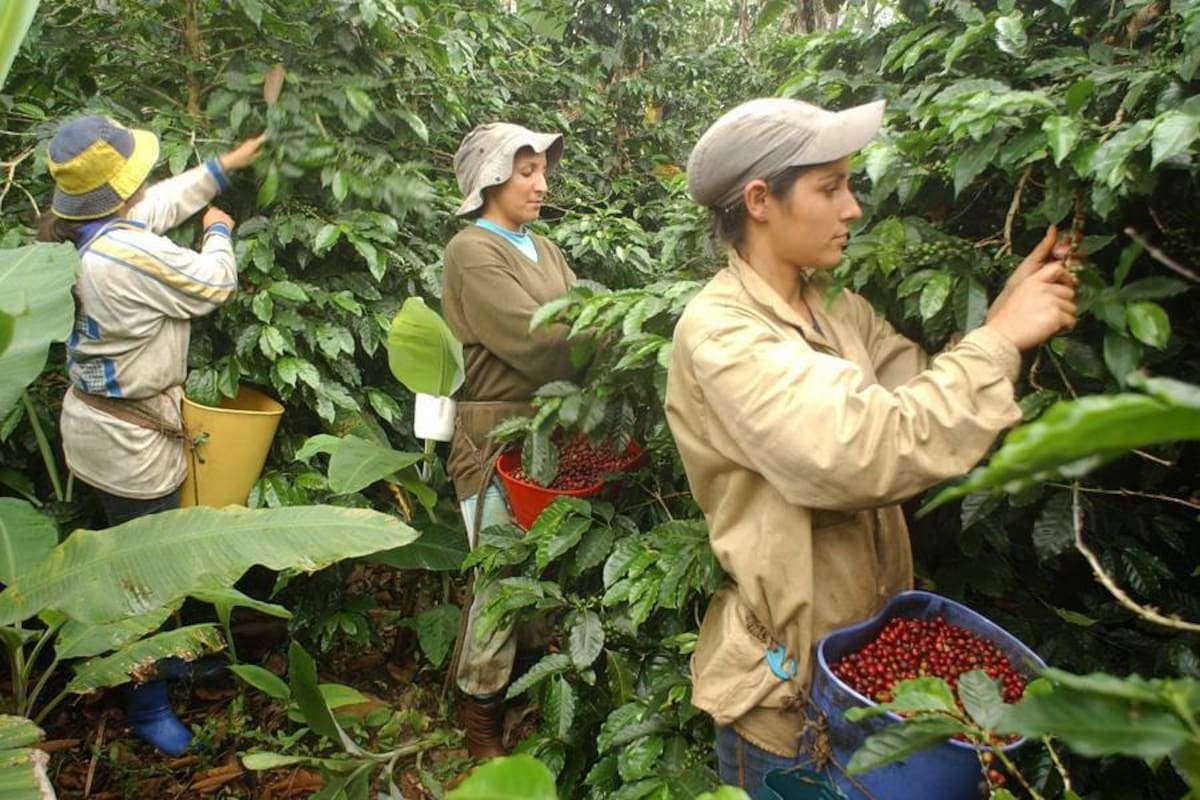 Cafe Gourmet. La Sociedad Telmo J. Díaz & Cia., propietaria de los cultivos, ha hecho de
El Roble toda una industria del café y desde el cultivo llega hasta la comercialización en el mercado internacional.