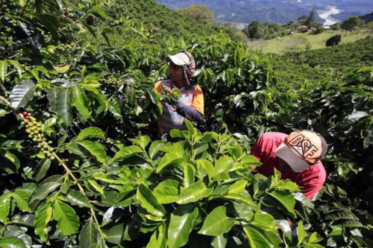 Según cuentas de Asoexport, Colombia cuenta con un área potencial para el cultivo de café tipo robusta de 80.000 hectáreas, con un estimado de rendimiento de 40 sacos por hectárea, la producción potencial podría alcanzar 3,2 millones de sacos, y un valor potencial de 475 millones de dólares.