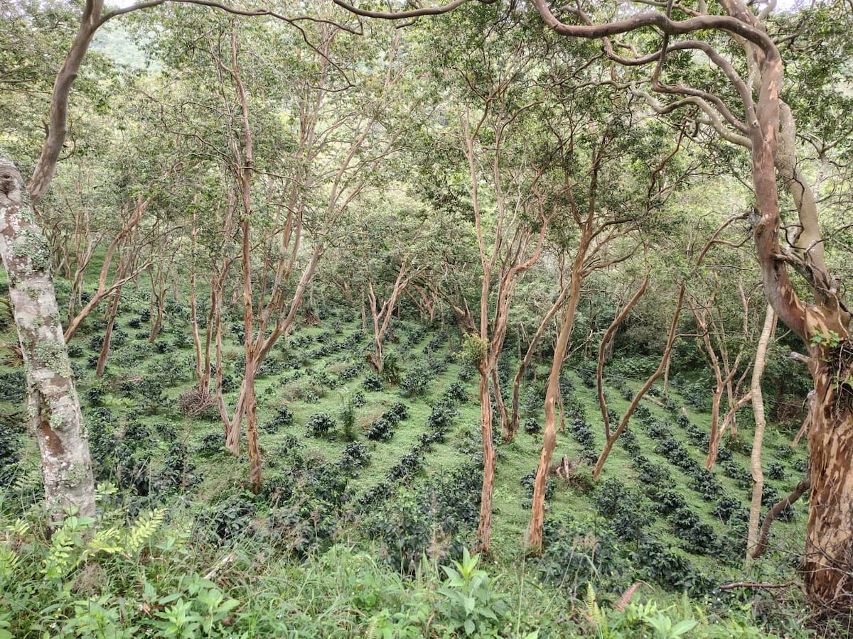 En Santander cerca de 35.000 productores tienen cultivos de café.