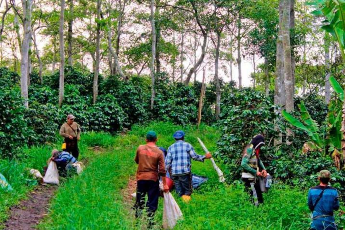 La cosecha cafetera en la región en 2026 espera la llegada de 30.000 recolectores, 5.000 de ellos extranjeros. Fotos: Suministradas