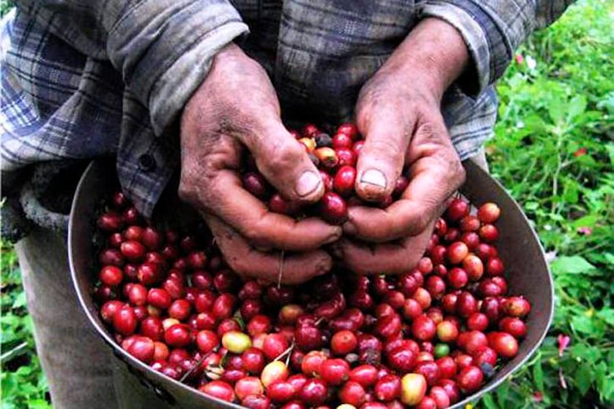 En la cosecha de 2026 en el Páramo esperan recolectar 30.000 cargas de café. (Foto: Archivo/VANGUARDIA LIBERAL)