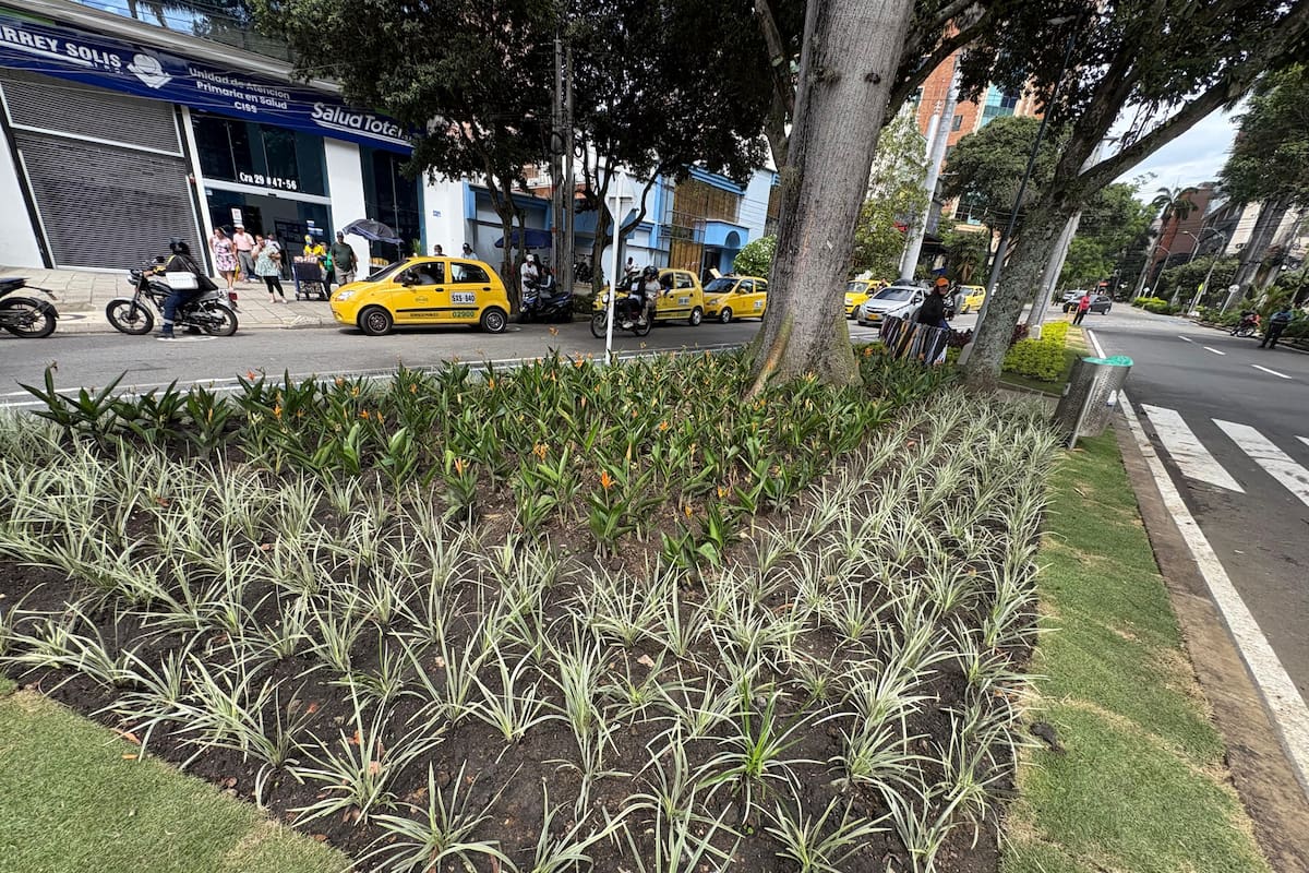 Zonas verdes intervenidas en el triángulo del CAI de Sotomayor, en la comuna 12 de Bucaramanga.