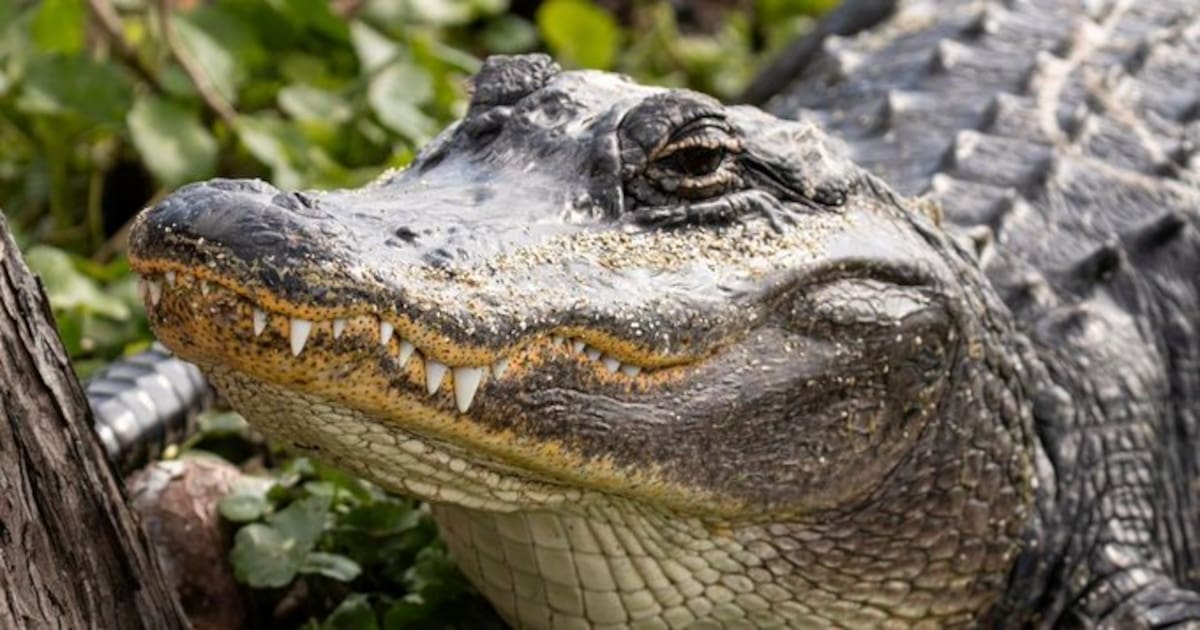 Tragedia en Florida: Una mujer muere tras el ataque de un caimán mientras nadaba en un río. Expertos advierten que la sequía y el fin de la época de apareamiento han aumentado la agresividad de los reptiles.