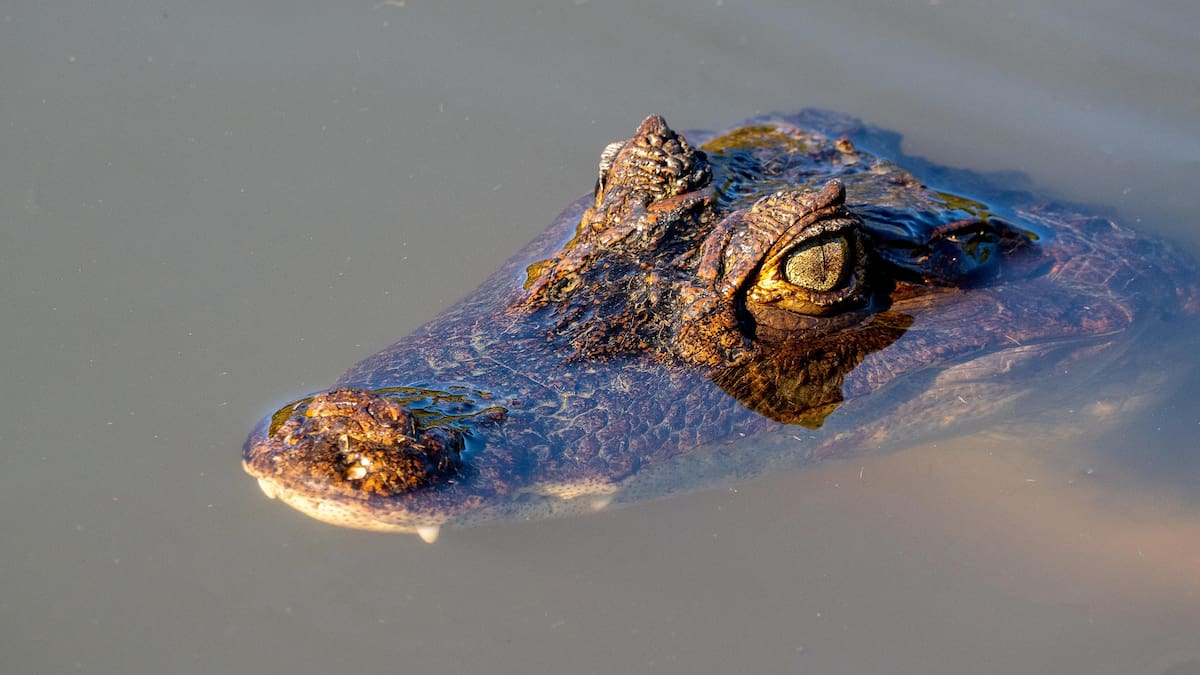 Las autoridades capturaron y sacrificaron al caimán de aproximadamente 3.6 metros relacionado con el ataque mortal de un pescador en la Florida.