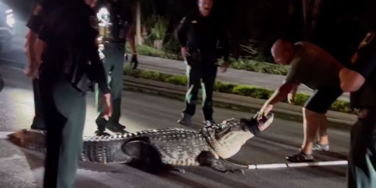 Un caimán de casi 300 kilos sorprendió a un vecindario de Florida: ocho hombres fueron necesarios para capturarlo.