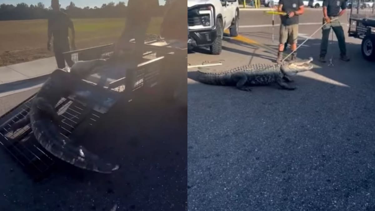 El enorme caimán que volvió a sembrar pánico en Florida.