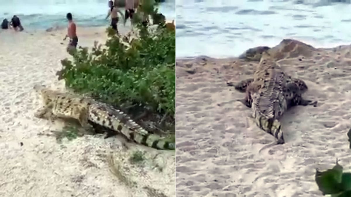 El animal cruzó tranquilamente por la playa mientras los visitantes se apartaron para permitirle el paso.