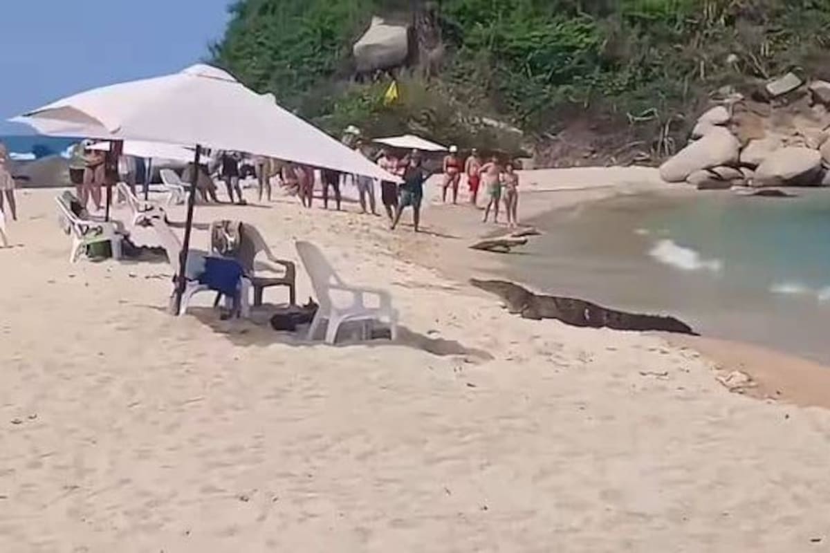Un enorme caimán sorprendió a varios bañistas en una de las playas del parque Tayrona.