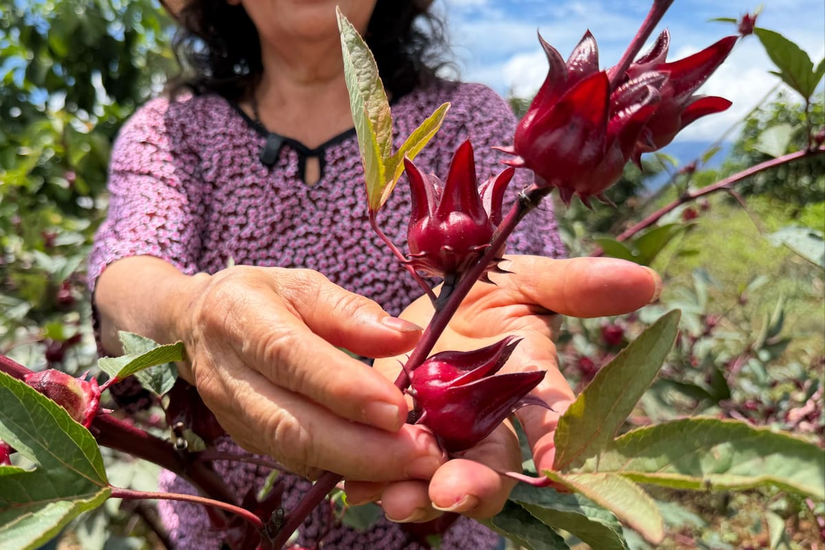 Socorro Buenahora enseña los cálices de flor de jamaica listos para la recolección en su huerta. Foto: Juliana Sarmiento // VANGUARDIA