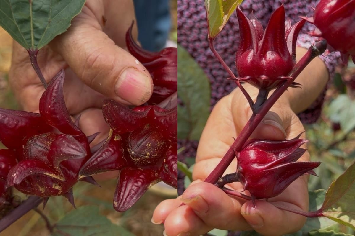 Cálices de flor de Jamaica cultivados por Socorro Buenahora en su huerta Foto: Juliana Sarmiento // VANGUARDIA
