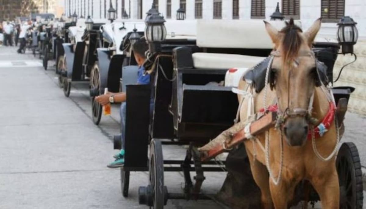 Cambio histórico en Cartagena: prohíben coches de caballos en la ciudad amurallada. | Foto: La Opinión.