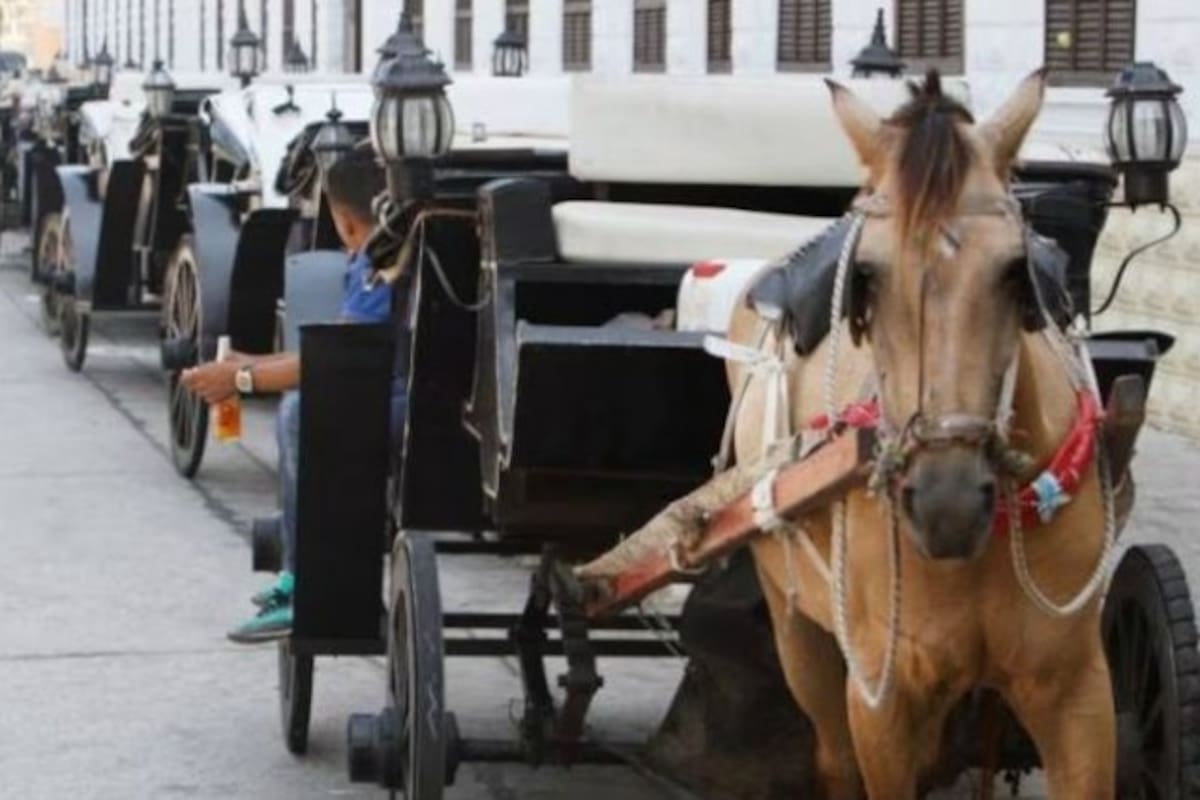 Cambio histórico en Cartagena: prohíben coches de caballos en la ciudad amurallada. | Foto: La Opinión.
