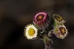 Caminos y Saberes del Páramo: una guía sobre la flora del Cocuy