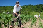 Campesinos en Colombia podrán acceder a créditos agropecuarios baratos, ¿en qué lo podrán invertir?