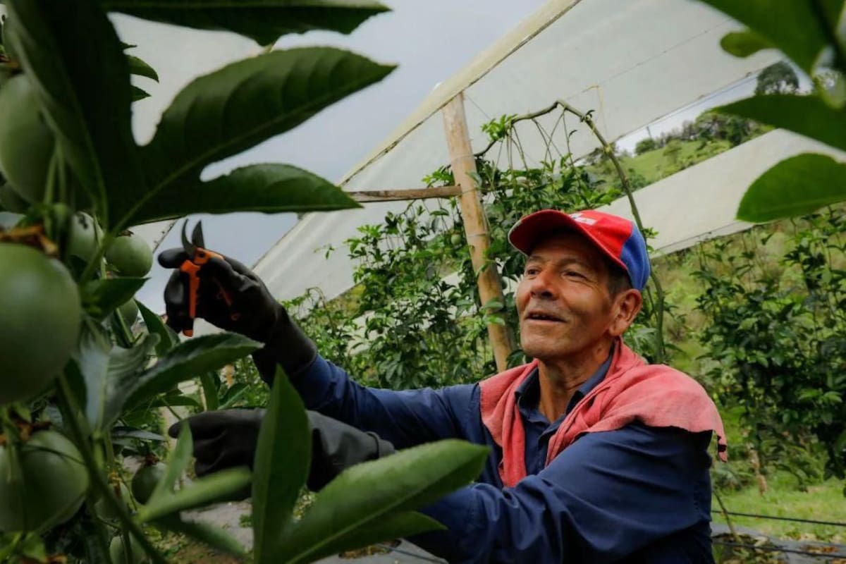 Comunidades rurales se fortalecen a través de la formación, la innovación y el apoyo directo. // Foto: Cortesía - SENA
