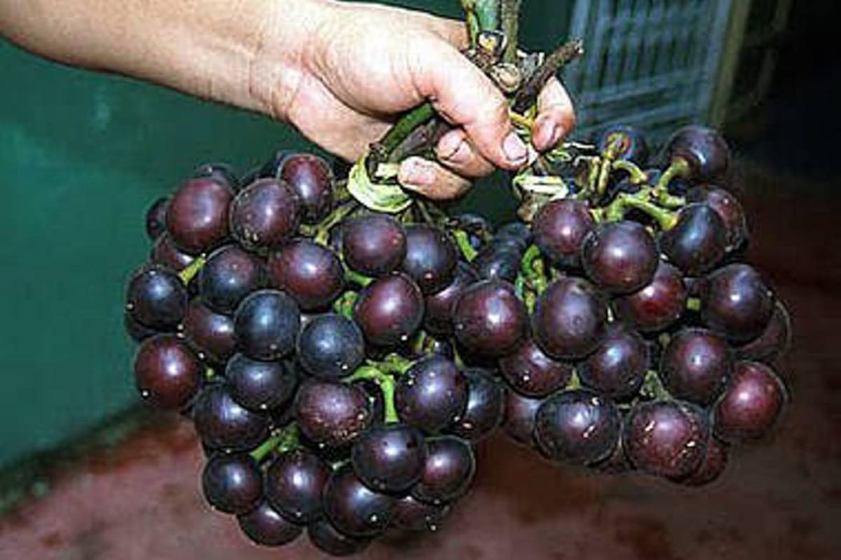 El árbol de este fruto mide entre 12 y 24 metros. Se le llama uva porque viene en racimos y se consume directamente después de quitarle la cáscara, o se usa en preparación de néctares, mermeladas y dulces variados. (Foto: Agencia de Noticias/ VANGUARDIA LIBERAL)