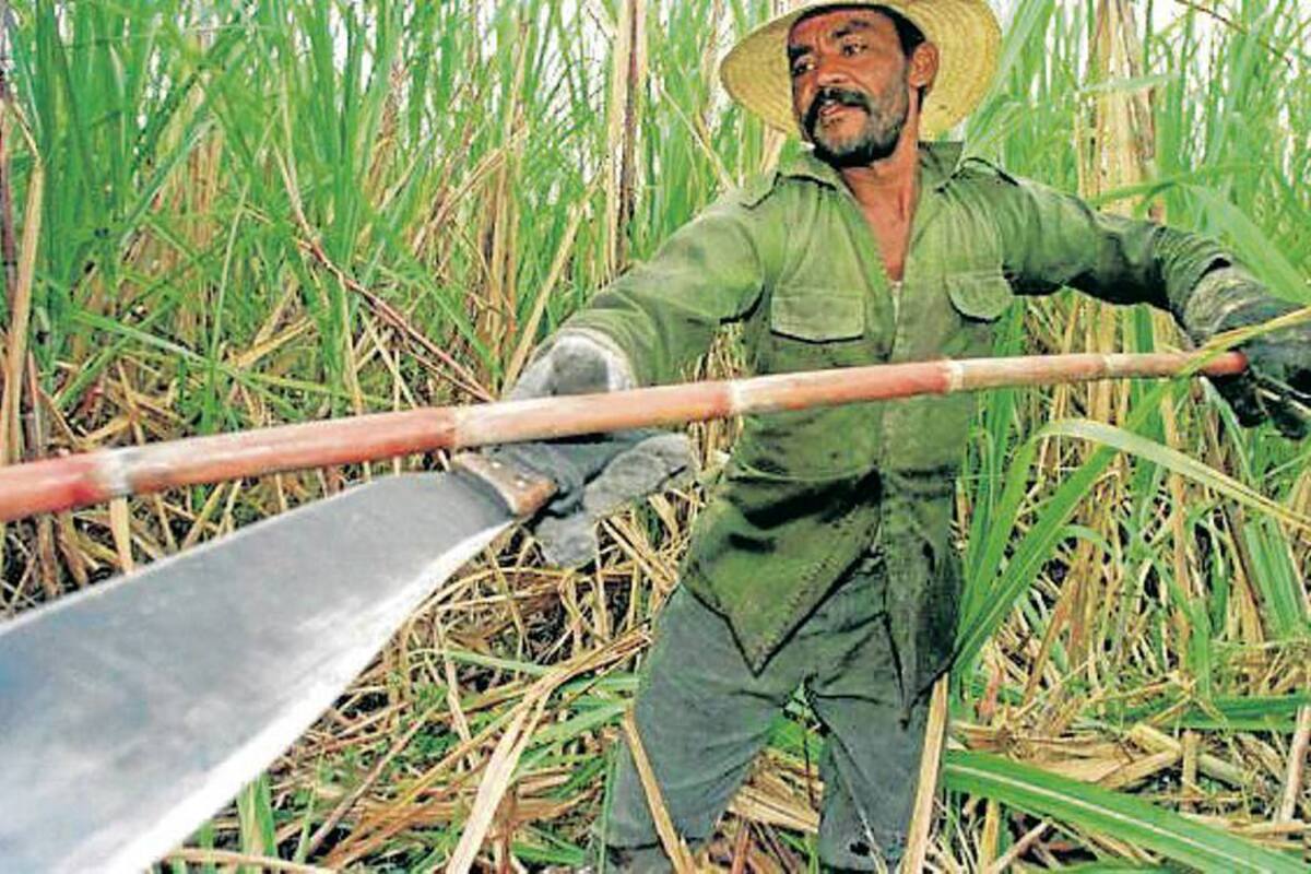 Para el Gobierno, el sector cañero es un dinamizador social, ambiental y económico del suroccidente de Colombia. (Foto: Archivo/VANGUARDIA LIBERAL)