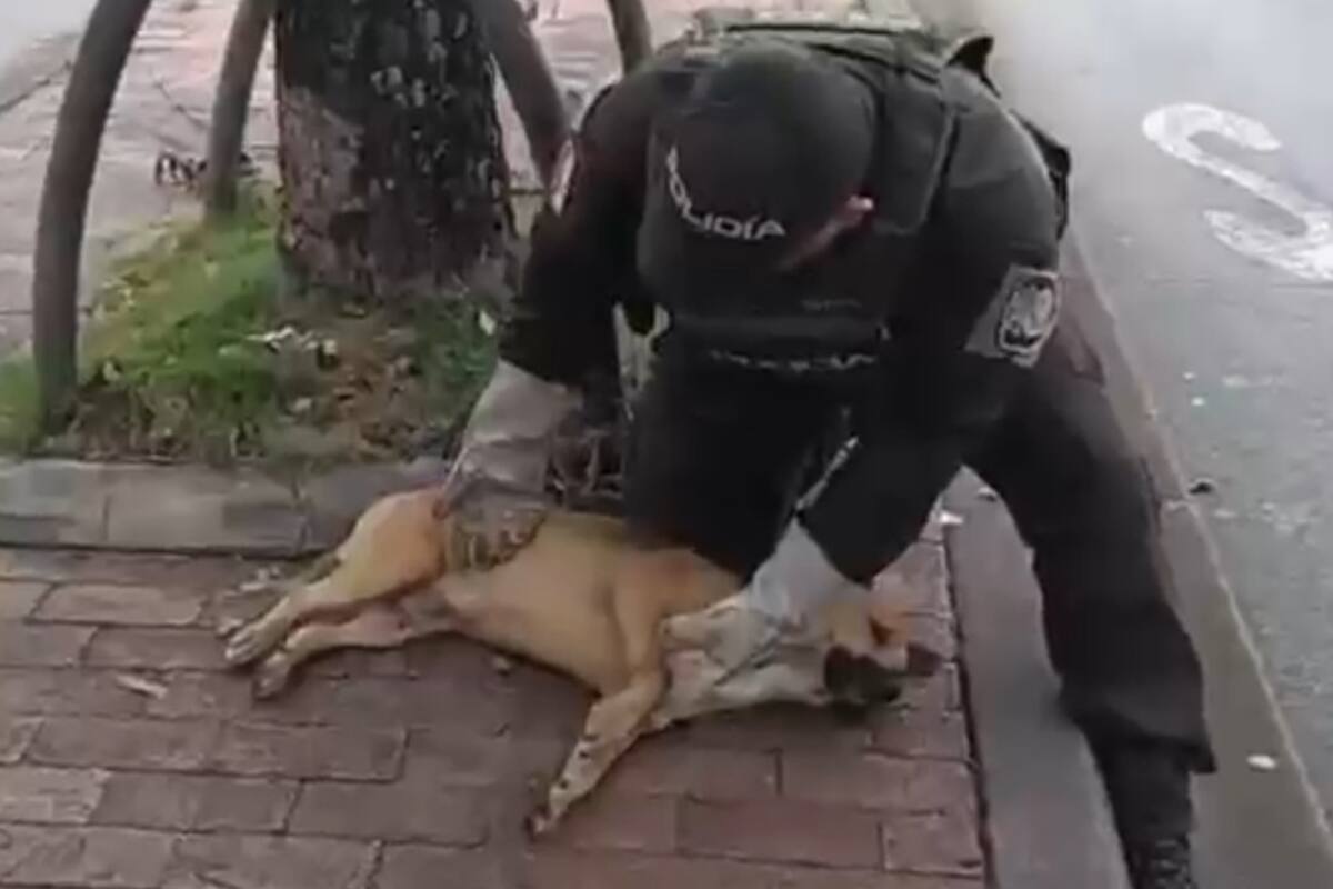 Canino fue atropellado y abandonado en Bucaramanga