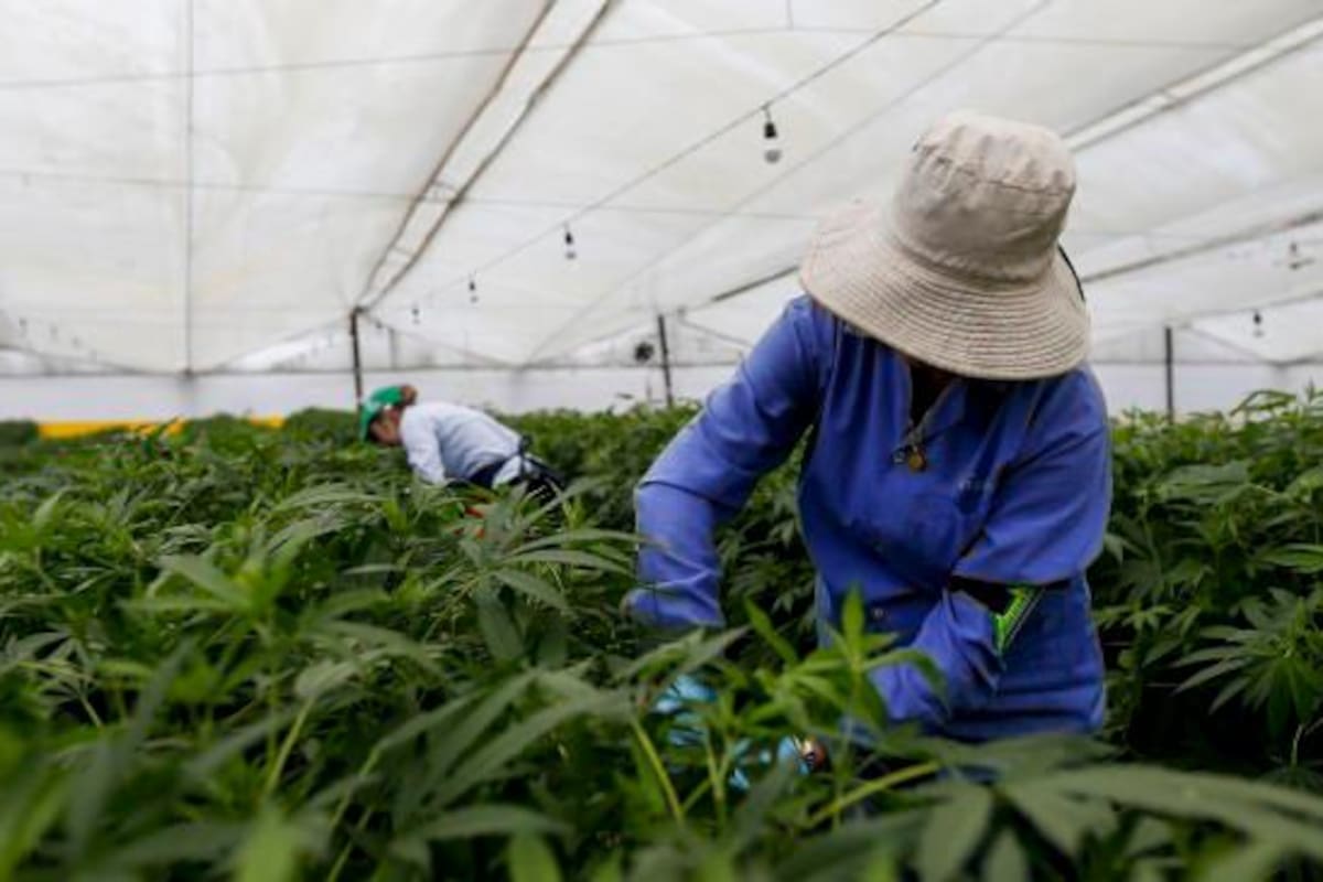 Cultivos de cannabis medicinal en La Ceja, Antioquia. (Foto: Colprensa / VANGUARDIA)