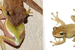 Las misteriosas ranas caníbales que están invadiendo a Estados Unidos, autoridades encienden alertas