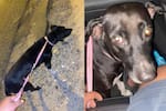 Zoofilia: Hombre fue sorprendido abusando de una mascota